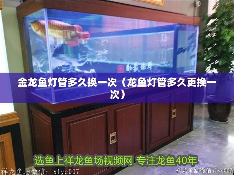 金龍魚燈管多久換一次（龍魚燈管多久更換一次） 金龍魚燈管多久換一次（龍魚燈管多久更換一次） 龍魚百科