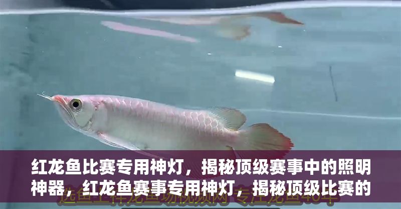 紅龍魚比賽專用神燈，揭秘頂級賽事中的照明神器，紅龍魚賽事專用神燈，揭秘頂級比賽的照明科技奧秘