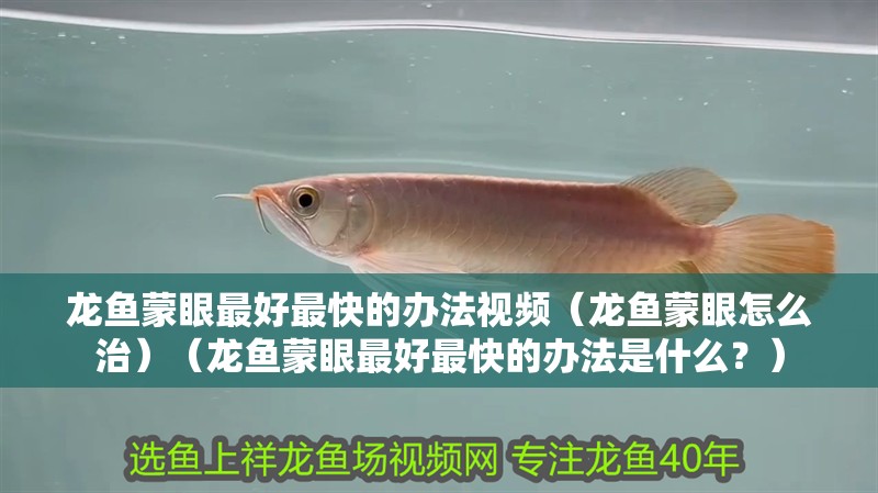 龍魚蒙眼最好最快的辦法視頻（龍魚蒙眼怎么治）（龍魚蒙眼最好最快的辦法是什么？）