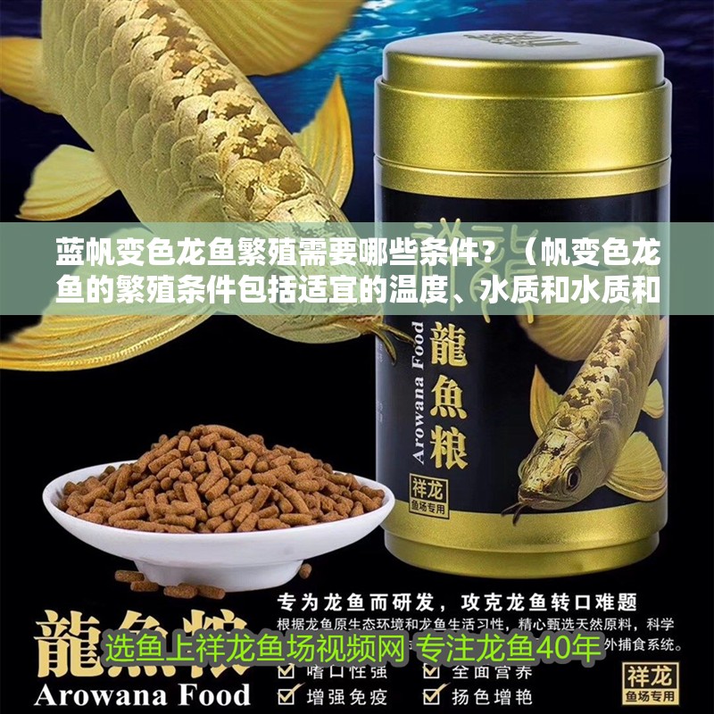 藍帆變色龍魚繁殖需要哪些條件？（帆變色龍魚的繁殖條件包括適宜的溫度、水質(zhì)和水質(zhì)和光照）