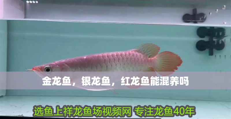 金龍魚(yú)，銀龍魚(yú)，紅龍魚(yú)能混養(yǎng)嗎