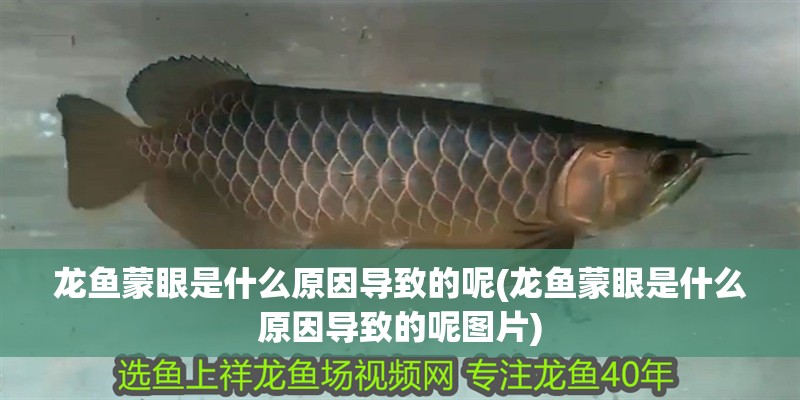 龍魚蒙眼是什么原因導致的呢(龍魚蒙眼是什么原因導致的呢圖片)