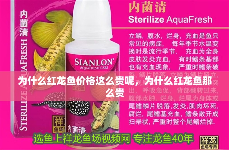 為什么紅龍魚價格這么貴呢，為什么紅龍魚那么貴