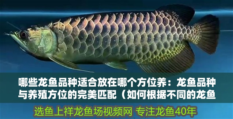 哪些龍魚品種適合放在哪個方位養(yǎng)：龍魚品種與養(yǎng)殖方位的完美匹配（如何根據(jù)不同的龍魚品種選擇適合的養(yǎng)殖位置）