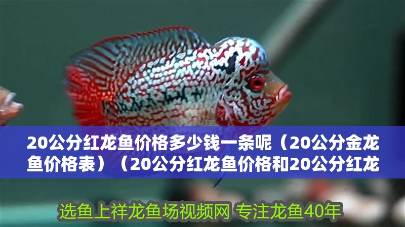 20公分紅龍魚價格多少錢一條呢（20公分金龍魚價格表）（20公分紅龍魚價格和20公分紅龍魚價格多少錢一條）