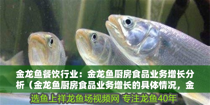 金龍魚餐飲行業(yè)：金龍魚廚房食品業(yè)務(wù)增長分析（金龍魚廚房食品業(yè)務(wù)增長的具體情況，金龍魚廚房食品業(yè)務(wù)增長概況）