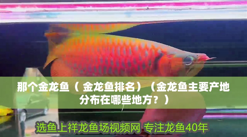 那個金龍魚（ 金龍魚排名）（金龍魚主要產地分布在哪些地方？）
