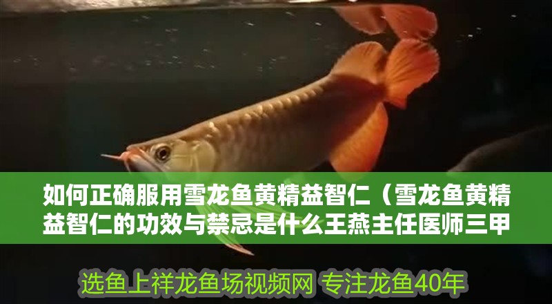 如何正確服用雪龍魚黃精益智仁（雪龍魚黃精益智仁的功效與禁忌是什么王燕主任醫師三甲吃黃鱔嗎）