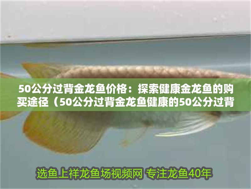 50公分過背金龍魚價格：探索健康金龍魚的購買途徑（50公分過背金龍魚健康的50公分過背金龍魚是一個難題）