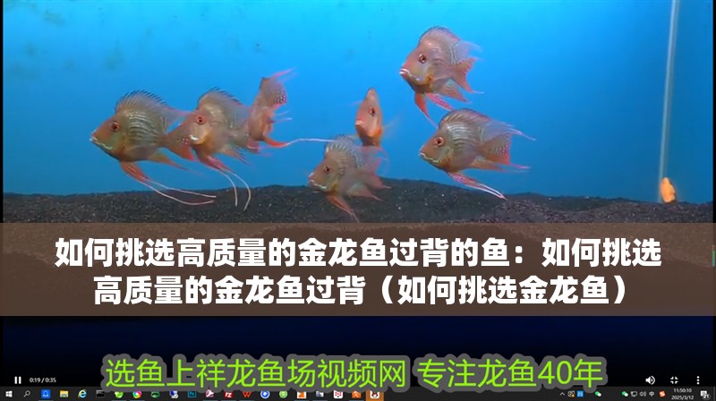如何挑選高質(zhì)量的金龍魚過背的魚：如何挑選高質(zhì)量的金龍魚過背（如何挑選金龍魚）