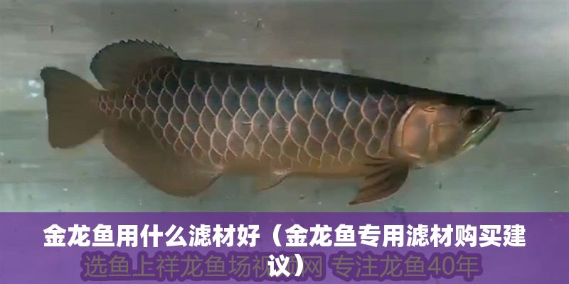 金龍魚用什么濾材好（金龍魚專用濾材購買建議）