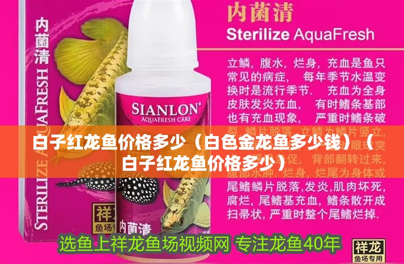 白子紅龍魚價格多少（白色金龍魚多少錢）（白子紅龍魚價格多少）