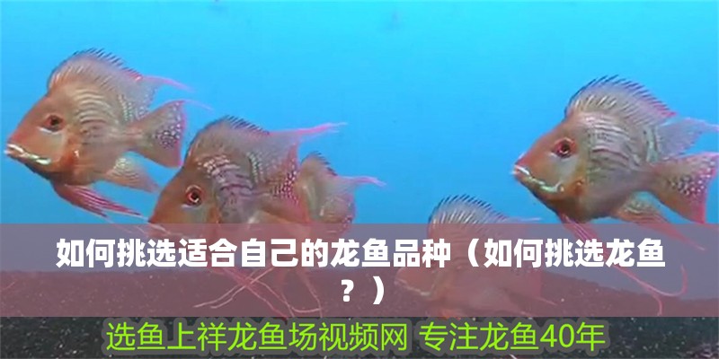 如何挑選適合自己的龍魚品種（如何挑選龍魚？）