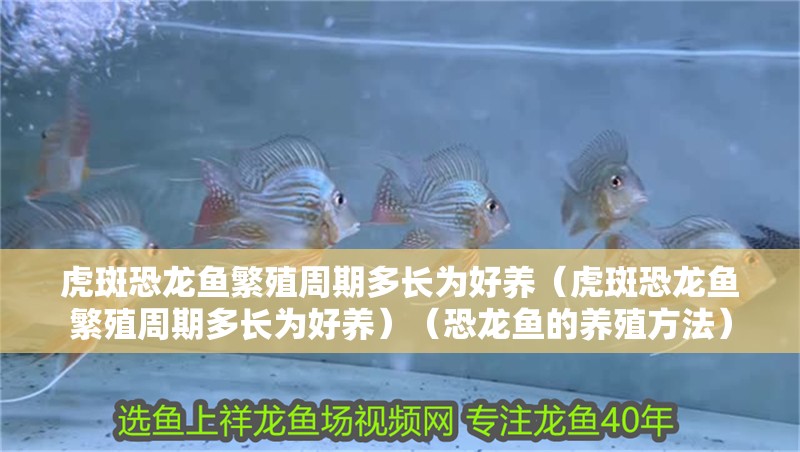 虎斑恐龍魚繁殖周期多長為好養（虎斑恐龍魚繁殖周期多長為好養）（恐龍魚的養殖方法）