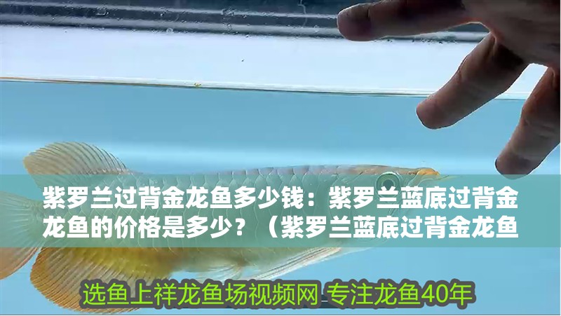 紫羅蘭過背金龍魚多少錢：紫羅蘭藍(lán)底過背金龍魚的價(jià)格是多少？（紫羅蘭藍(lán)底過背金龍魚價(jià)格及其購(gòu)買注意事項(xiàng)及注意事項(xiàng)）