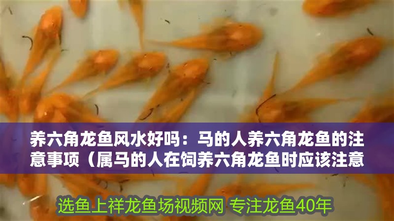 養(yǎng)六角龍魚風(fēng)水好嗎：馬的人養(yǎng)六角龍魚的注意事項(xiàng)（屬馬的人在飼養(yǎng)六角龍魚時應(yīng)該注意哪些事項(xiàng)？）
