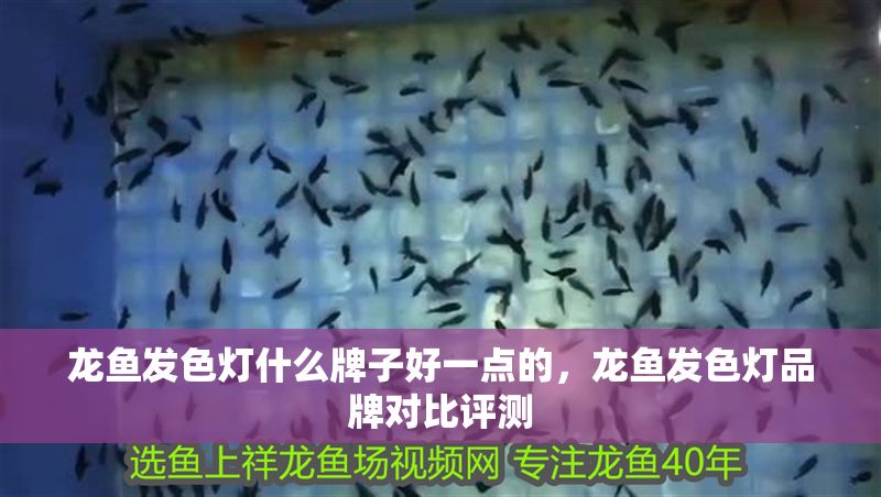 龍魚發色燈什么牌子好一點的，龍魚發色燈品牌對比評測