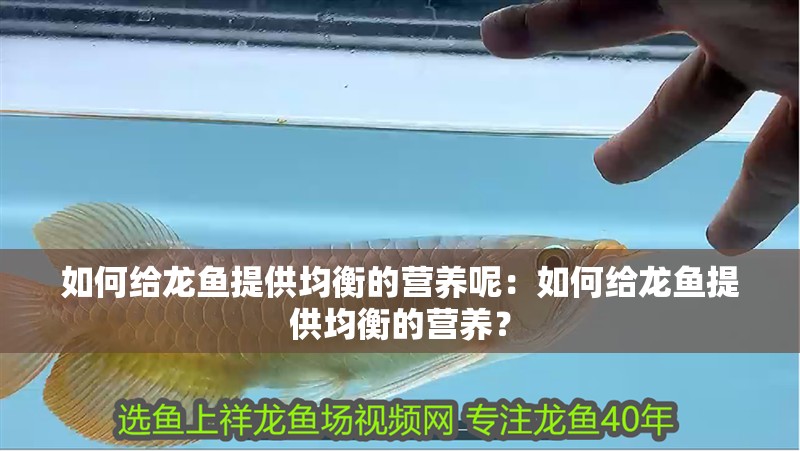 如何給龍魚提供均衡的營養呢：如何給龍魚提供均衡的營養？