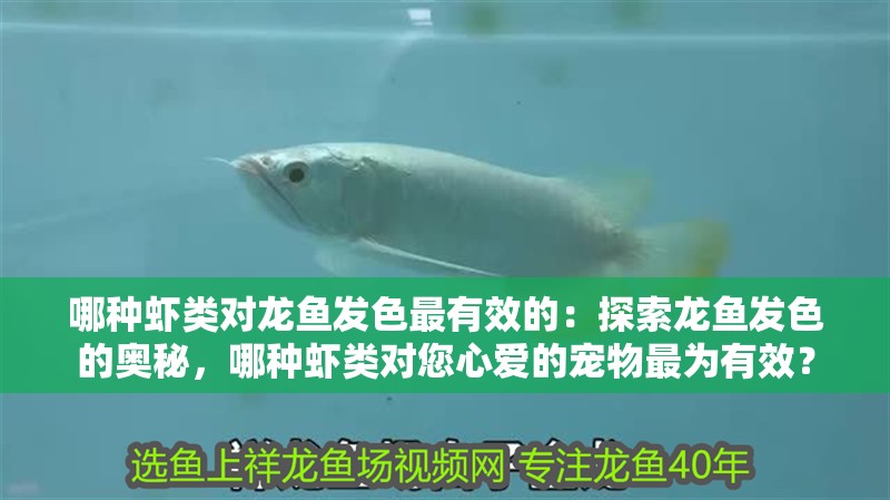 哪種蝦類對龍魚發色最有效的：探索龍魚發色的奧秘，哪種蝦類對您心愛的寵物最為有效？
