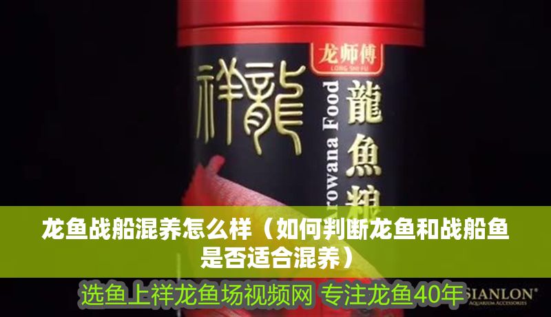 龍魚戰船混養怎么樣(如何判斷龍魚和戰船魚是否適合混養) 龍魚百科 第2張 龍魚戰船混養怎么樣(如何判斷龍魚和戰船魚是否適合混養) 龍魚戰船混養怎么樣(如何判斷龍魚和戰船魚是否適合混養) 龍魚百科 第2張