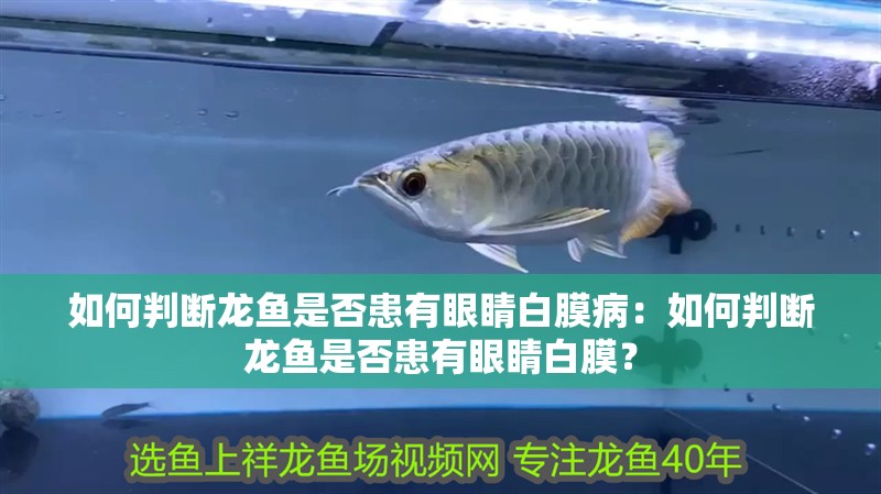 如何判斷龍魚是否患有眼睛白膜病：如何判斷龍魚是否患有眼睛白膜？