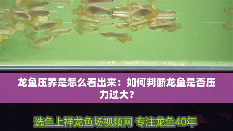 龍魚(yú)壓養(yǎng)是怎么看出來(lái)：如何判斷龍魚(yú)是否壓力過(guò)大？