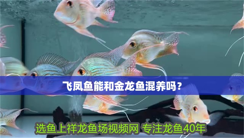 飛鳳魚能和金龍魚混養嗎？