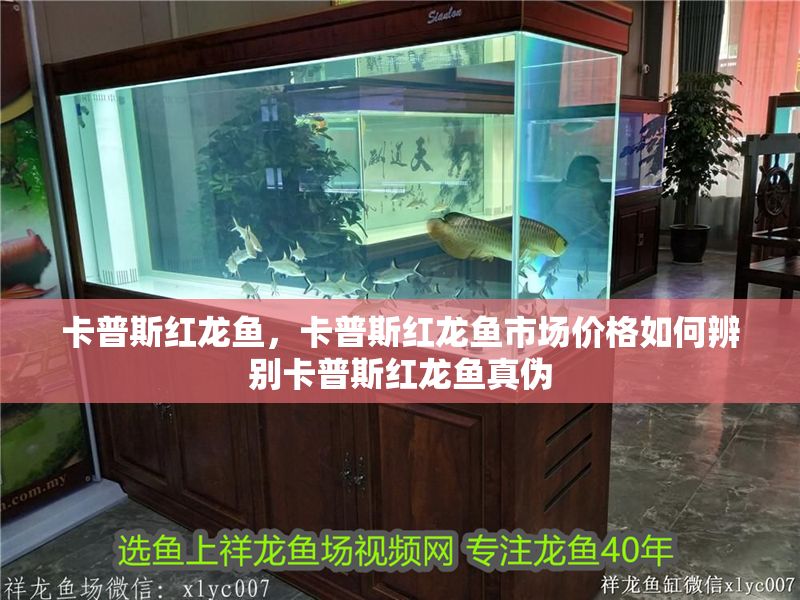 卡普斯紅龍魚，卡普斯紅龍魚市場價格如何辨別卡普斯紅龍魚真偽