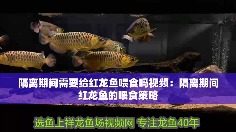 隔離期間需要給紅龍魚喂食嗎視頻：隔離期間紅龍魚的喂食策略