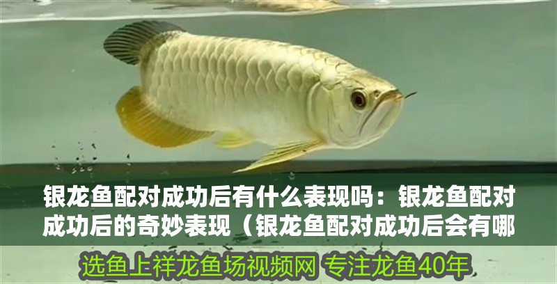 銀龍魚配對(duì)成功后有什么表現(xiàn)嗎：銀龍魚配對(duì)成功后的奇妙表現(xiàn)（銀龍魚配對(duì)成功后會(huì)有哪些表現(xiàn)）