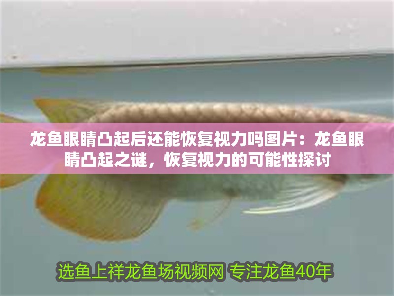 龍魚眼睛凸起后還能恢復視力嗎圖片：龍魚眼睛凸起之謎，恢復視力的可能性探討