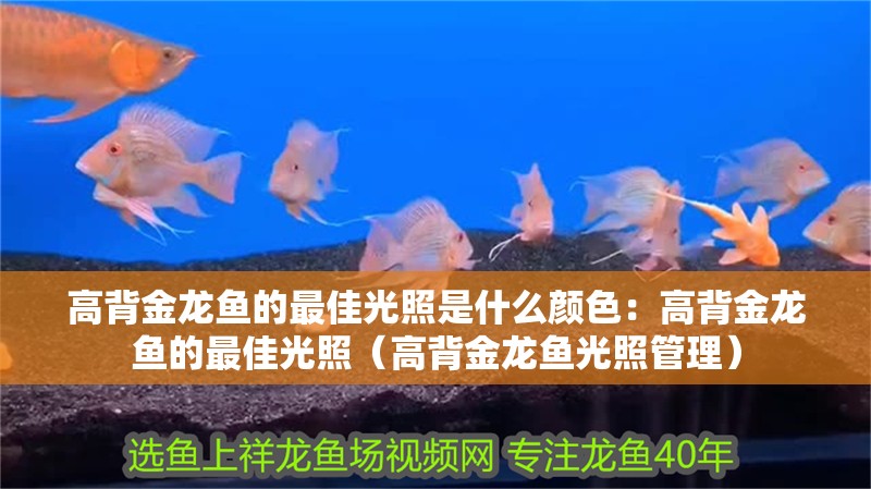 高背金龍魚的最佳光照是什么顏色：高背金龍魚的最佳光照（高背金龍魚光照管理）