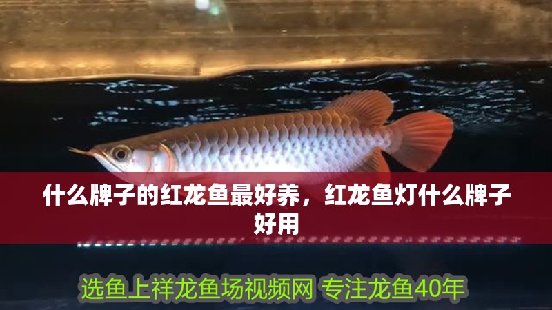 什么牌子的紅龍魚最好養，紅龍魚燈什么牌子好用