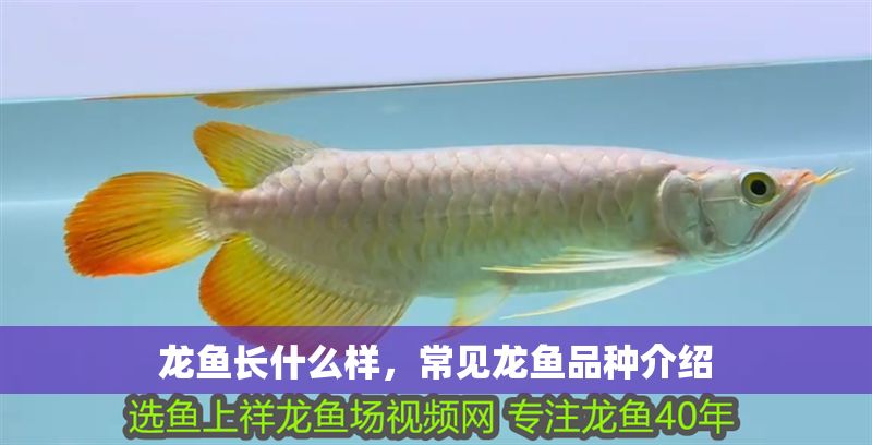 龍魚長什么樣，常見龍魚品種介紹