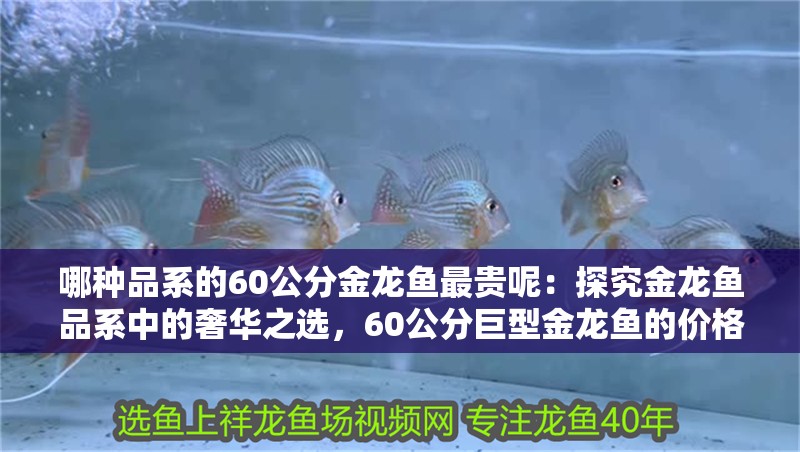 哪種品系的60公分金龍魚最貴呢：探究金龍魚品系中的奢華之選，60公分巨型金龍魚的價格之謎（60公分巨型金龍魚價格昂貴）