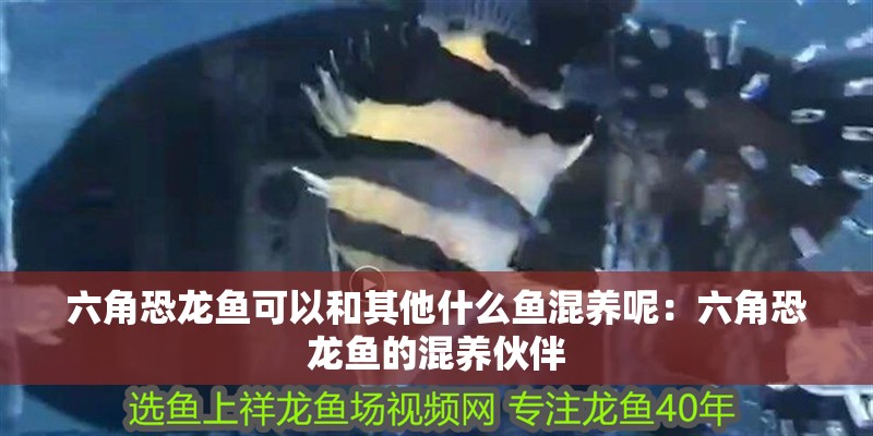 六角恐龍魚可以和其他什么魚混養呢：六角恐龍魚的混養伙伴