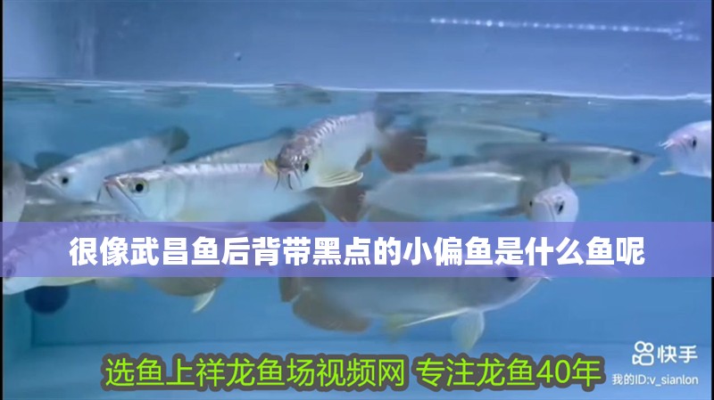 很像武昌魚后背帶黑點的小偏魚是什么魚呢
