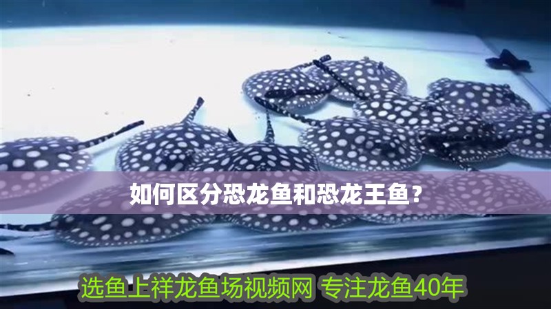 如何區分恐龍魚和恐龍王魚？