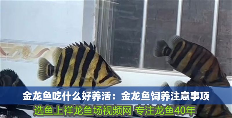 金龍魚吃什么好養活：金龍魚飼養注意事項