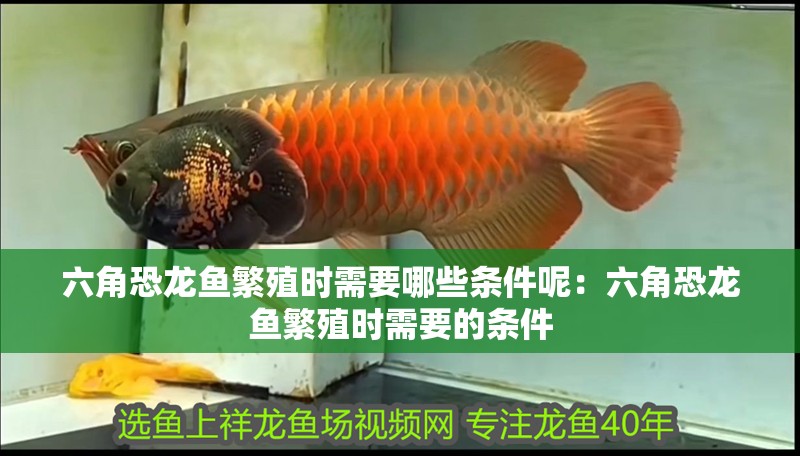 六角恐龍魚繁殖時需要哪些條件呢：六角恐龍魚繁殖時需要的條件