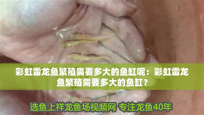 彩虹雷龍魚繁殖需要多大的魚缸呢：彩虹雷龍魚繁殖需要多大的魚缸？