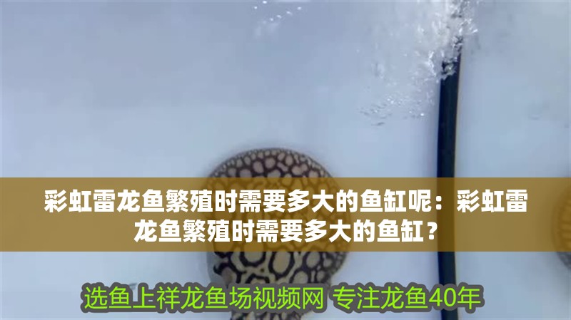 彩虹雷龍魚繁殖時需要多大的魚缸呢：彩虹雷龍魚繁殖時需要多大的魚缸？