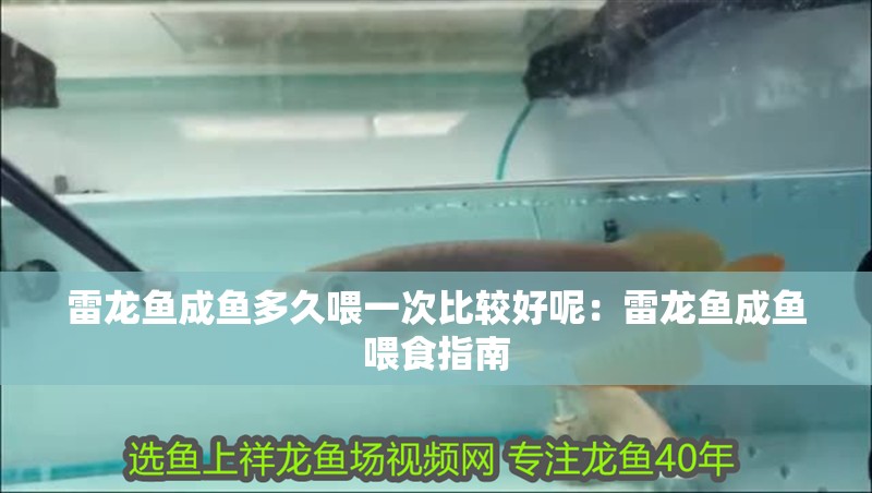 雷龍魚成魚多久喂一次比較好呢：雷龍魚成魚喂食指南
