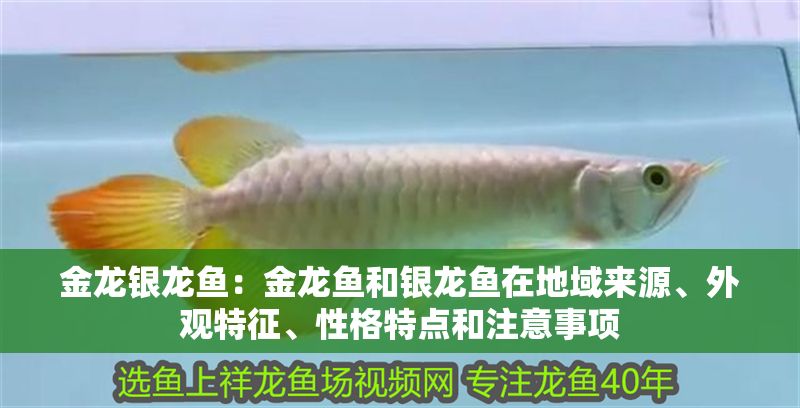 金龍銀龍魚：金龍魚和銀龍魚在地域來源、外觀特征、性格特點和注意事項