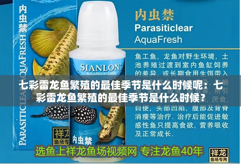 七彩雷龍魚繁殖的最佳季節(jié)是什么時候呢：七彩雷龍魚繁殖的最佳季節(jié)是什么時候？