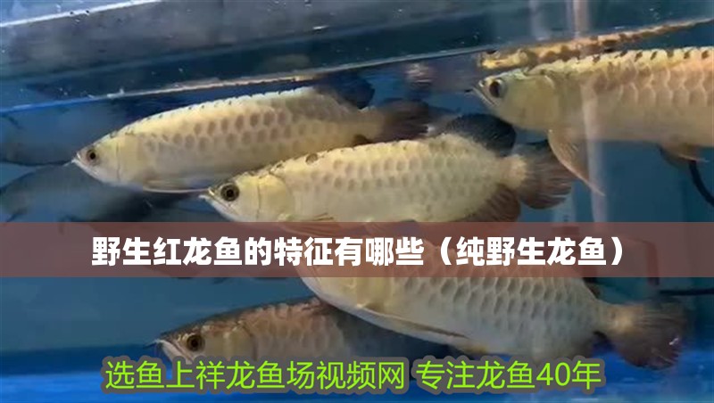 野生紅龍魚的特征有哪些（純野生龍魚）