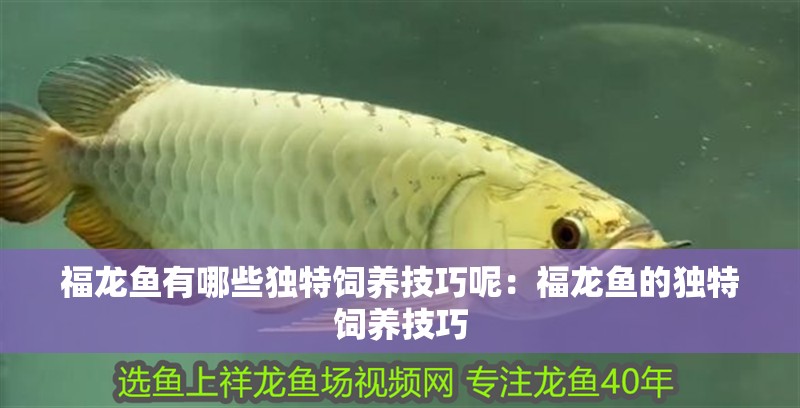 福龍魚有哪些獨(dú)特飼養(yǎng)技巧呢：福龍魚的獨(dú)特飼養(yǎng)技巧