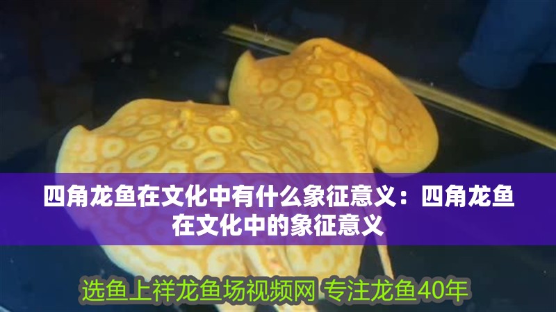 四角龍魚在文化中有什么象征意義：四角龍魚在文化中的象征意義