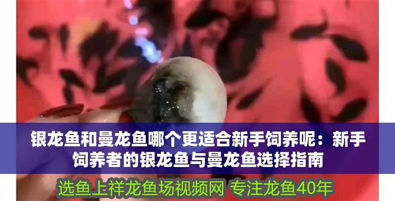 銀龍魚和曼龍魚哪個更適合新手飼養(yǎng)呢：新手飼養(yǎng)者的銀龍魚與曼龍魚選擇指南