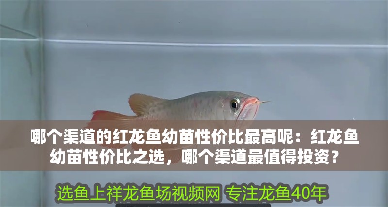 哪個渠道的紅龍魚幼苗性價比最高呢：紅龍魚幼苗性價比之選，哪個渠道最值得投資？